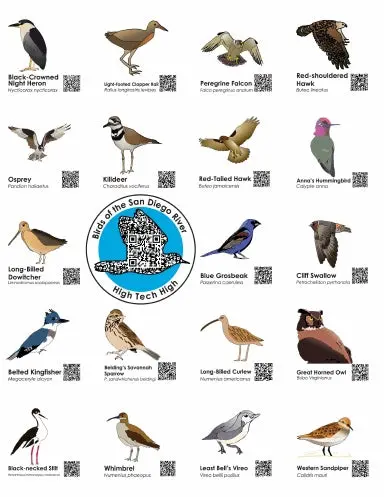 Birds Of The San Diego River 1