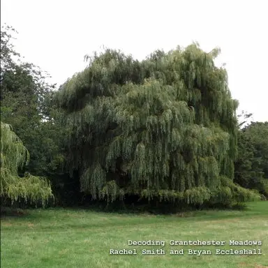 Decoding Grantchester Meadows 1