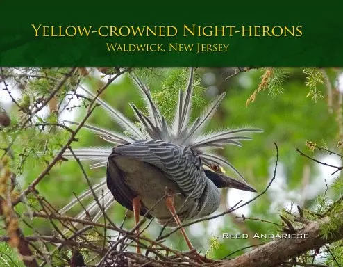 Yellow-Crowned Night-Herons 1