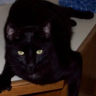 Black Cat White Cat 1