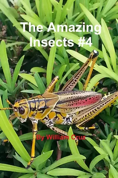 The Amazing Insects #4 1
