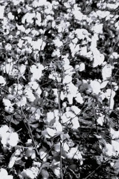 That Southern Cotton Planner 1